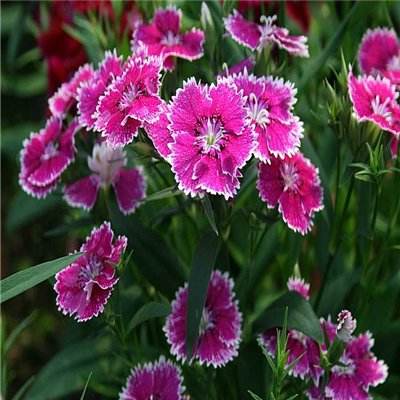 AG旗舰厅在线截图